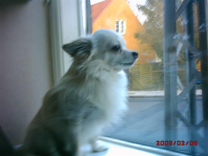 Chihuahua sigurd billede 5