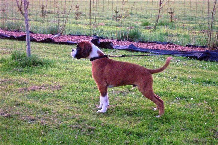 Boxer Cido - Hold K... ! jeg ser nu godt ud billede 10