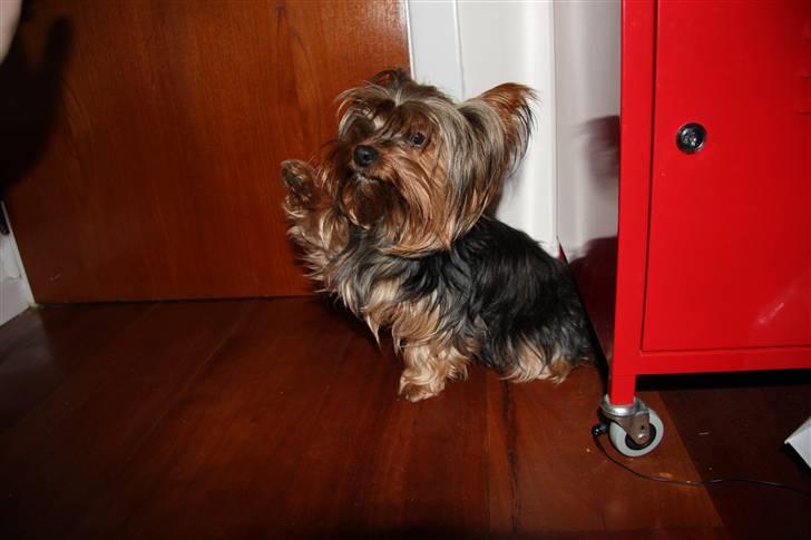 Yorkshire terrier Sofie - Foto; Sissel billede 3