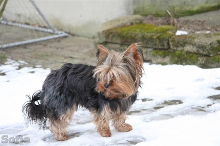 Yorkshire terrier Sofie - Foto; Sissel billede 5