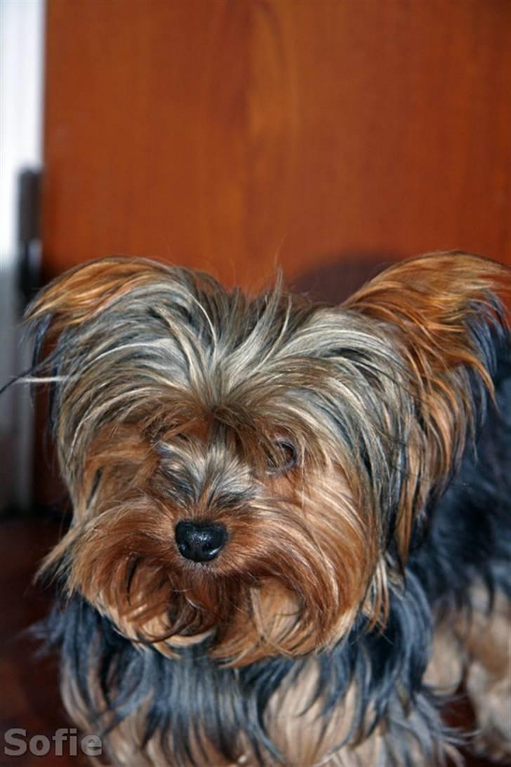 Yorkshire terrier Sofie - Foto; Sissel billede 6