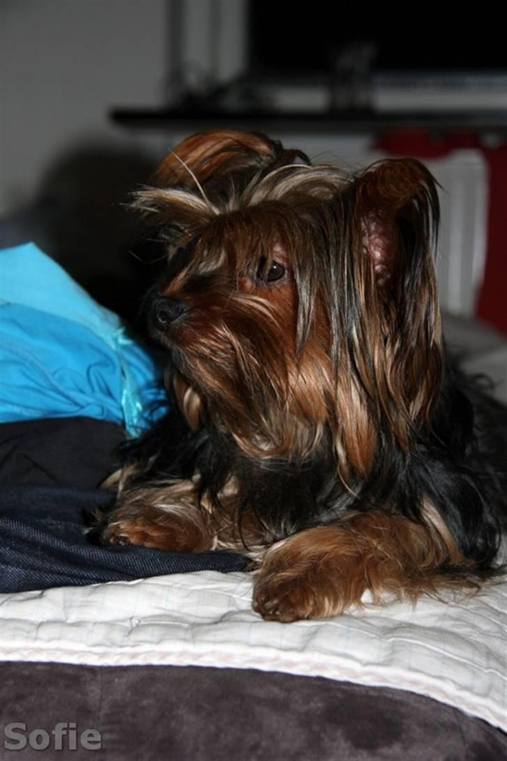 Yorkshire terrier Sofie - Foto; Sissel billede 7