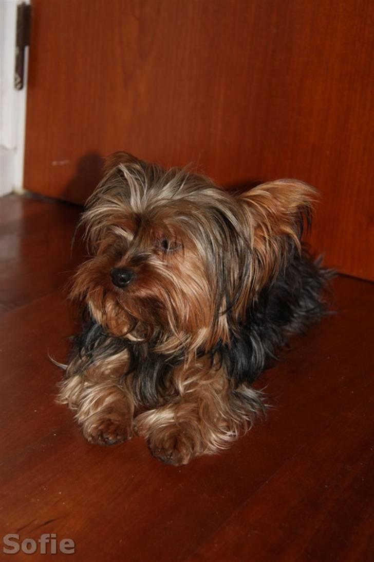 Yorkshire terrier Sofie - Foto; Sissel billede 8