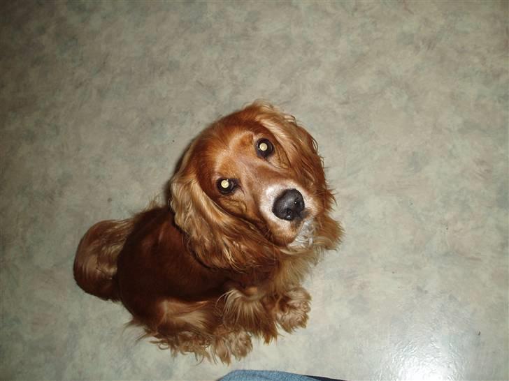 Cocker spaniel Tayson billede 2