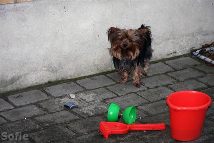 Yorkshire terrier Sofie - Foto; Sissel billede 9
