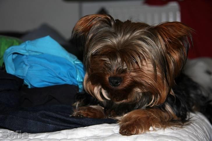 Yorkshire terrier Sofie - Foto; Sissel billede 10