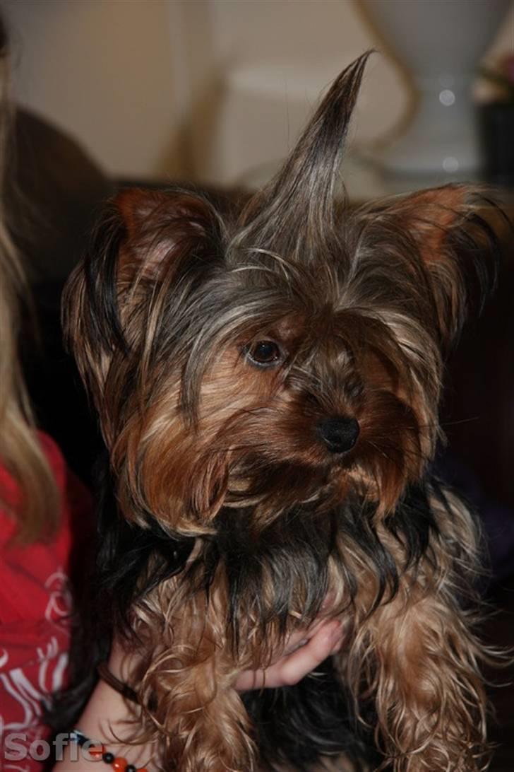 Yorkshire terrier Sofie - Foto; Sissel billede 11