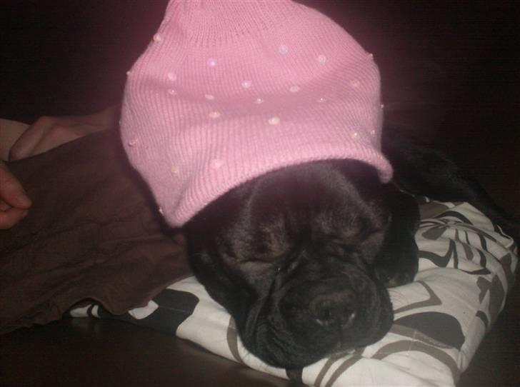 Fransk bulldog Luna billede 4