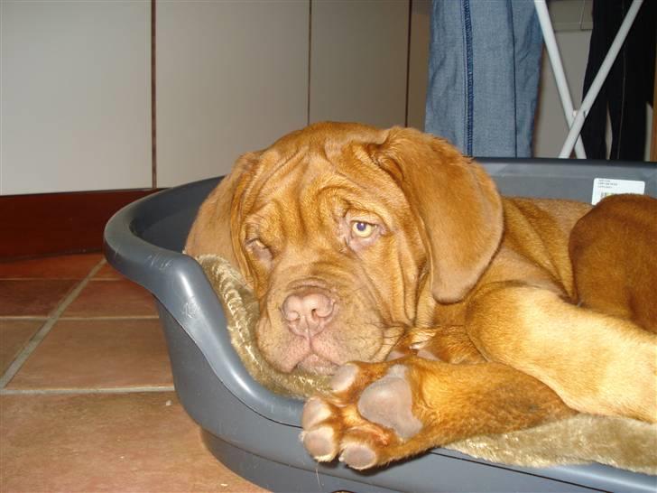 Dogue de bordeaux Boogie billede 1