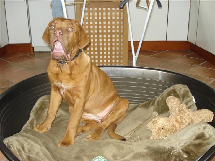 Dogue de bordeaux Boogie billede 2