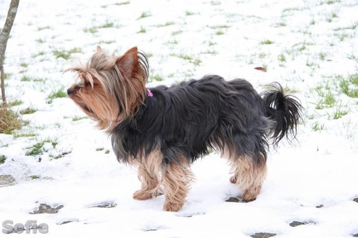 Yorkshire terrier Sofie - Foto; Sissel billede 12
