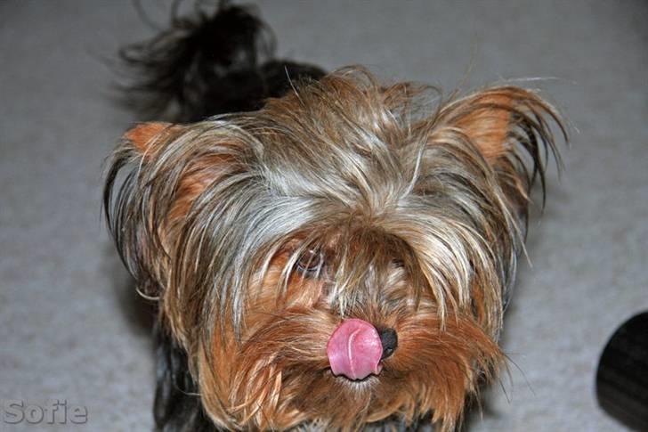 Yorkshire terrier Sofie - Foto; Sissel billede 1