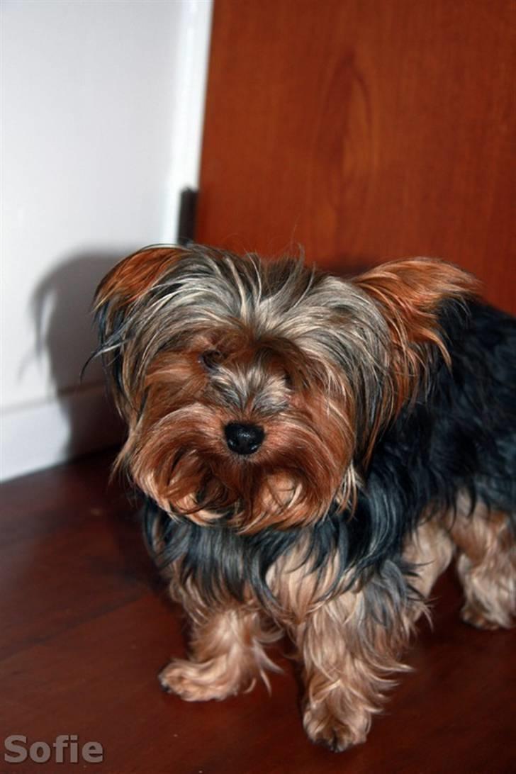 Yorkshire terrier Sofie - Foto; Sissel billede 13