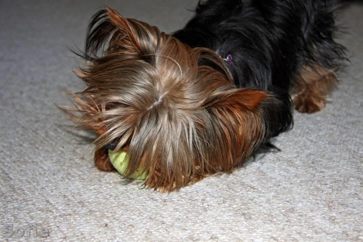 Yorkshire terrier Sofie - Foto; Sissel billede 14