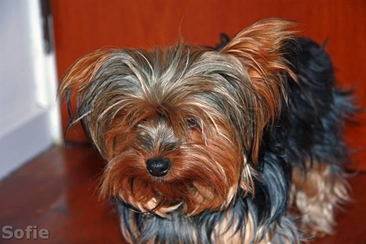 Yorkshire terrier Sofie - Foto; Sissel billede 15