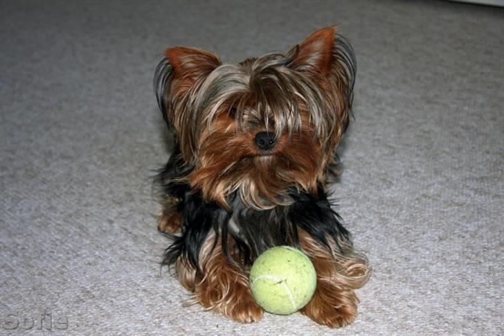 Yorkshire terrier Sofie - Foto; Sissel billede 16