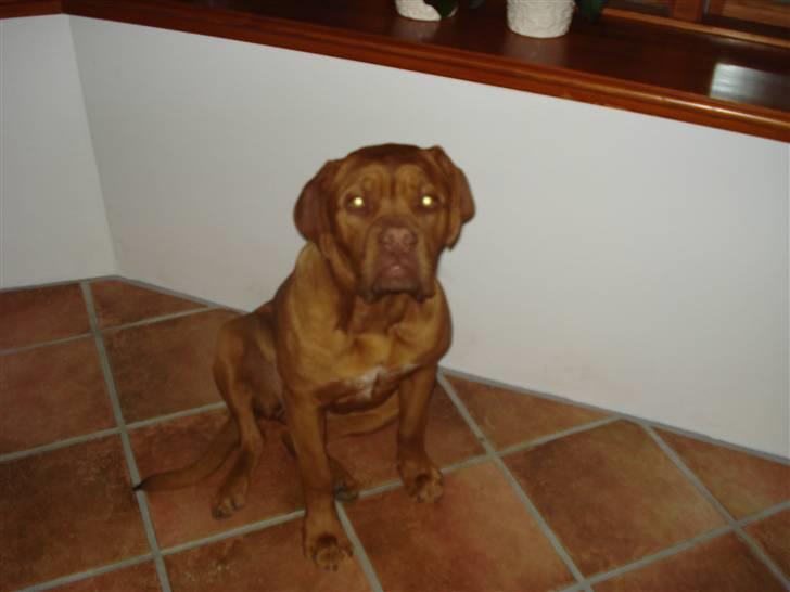 Dogue de bordeaux Boogie billede 4