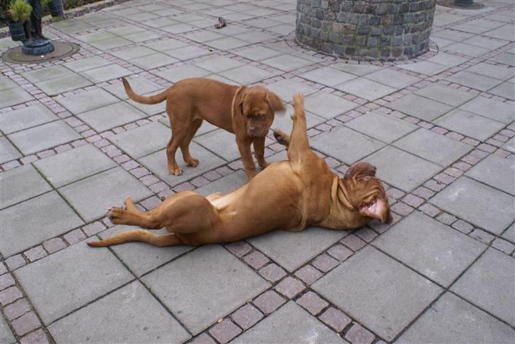 Dogue de bordeaux Boogie billede 6