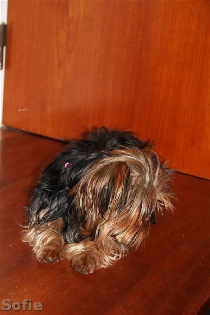 Yorkshire terrier Sofie - Foto; Sissel billede 17