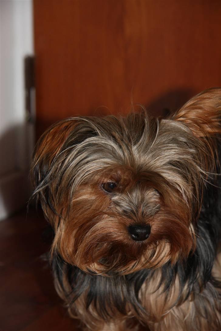 Yorkshire terrier Sofie - Foto; Sissel billede 18