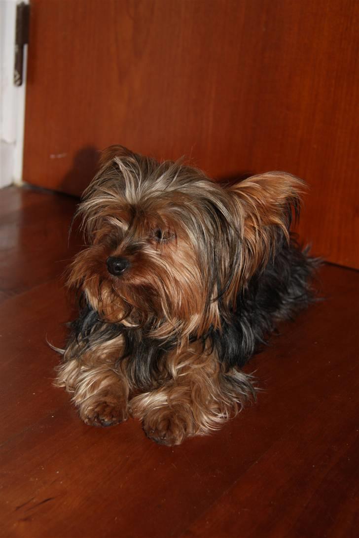 Yorkshire terrier Sofie - Foto; Sissel billede 19