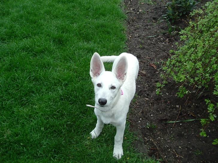 Hvid schæfer Gucci død r.i.p savnet - Velkommen til min Profil billede 1