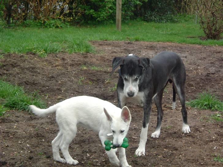 Hvid schæfer Gucci død r.i.p savnet - gå væk den er min  billede 2