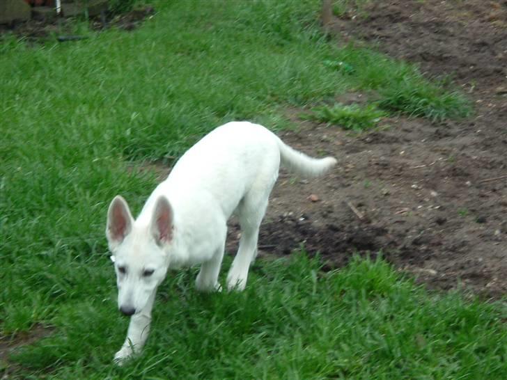 Hvid schæfer Gucci død r.i.p savnet billede 3