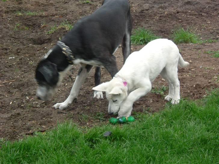 Hvid schæfer Gucci død r.i.p savnet - Thor hvad har du fundet billede 4