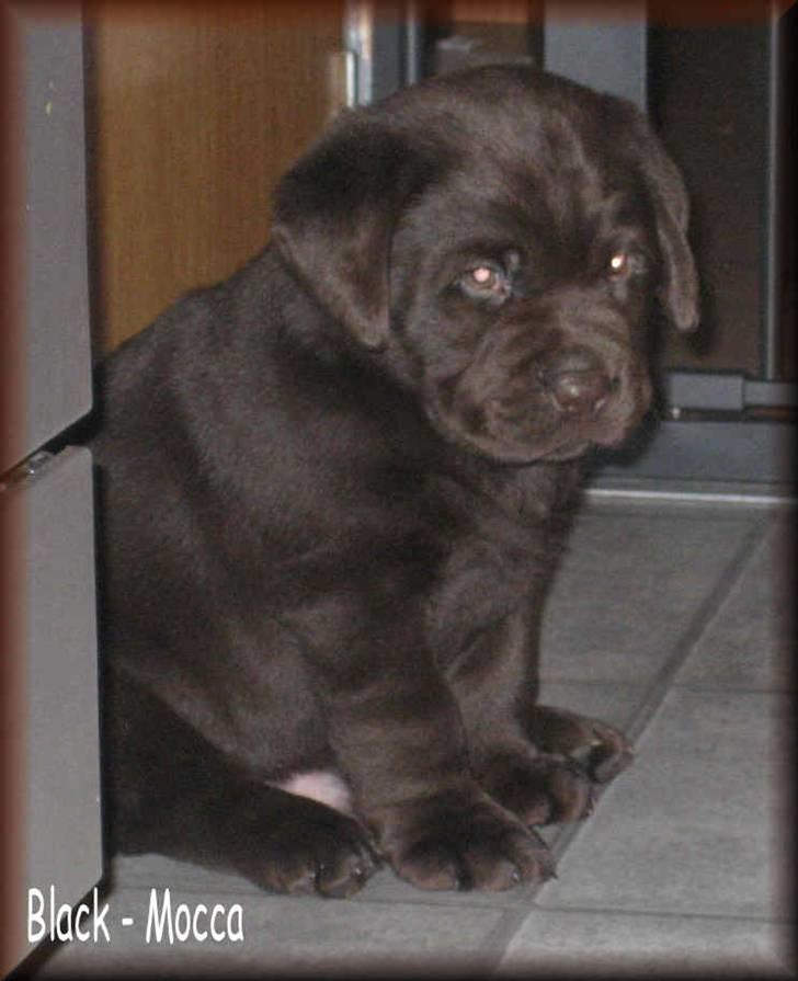 Labrador retriever black-mocca tippoo - jeg er da sød billede 1