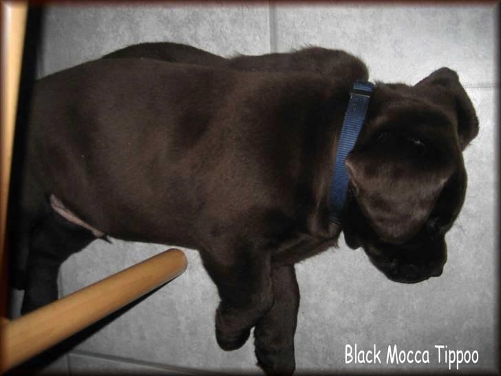 Labrador retriever black-mocca tippoo - alle har da brug for en "morfar" billede 2