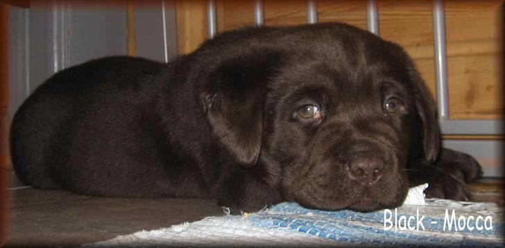 Labrador retriever black-mocca tippoo - slapper lige af billede 3