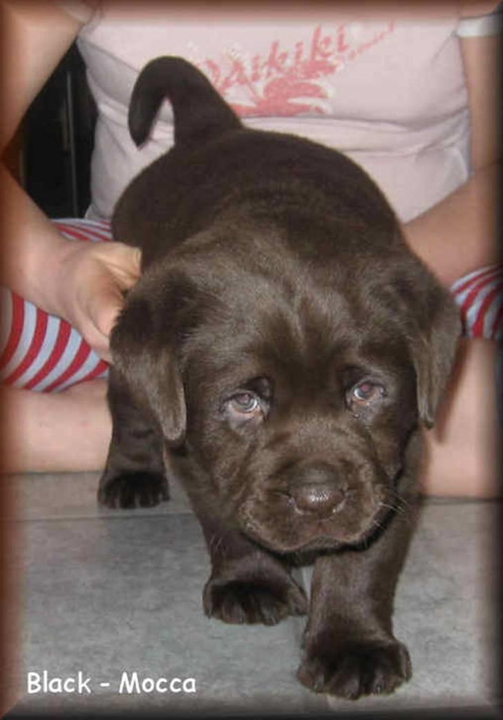 Labrador retriever black-mocca tippoo - skal lige sove det er hårdt at lege billede 4