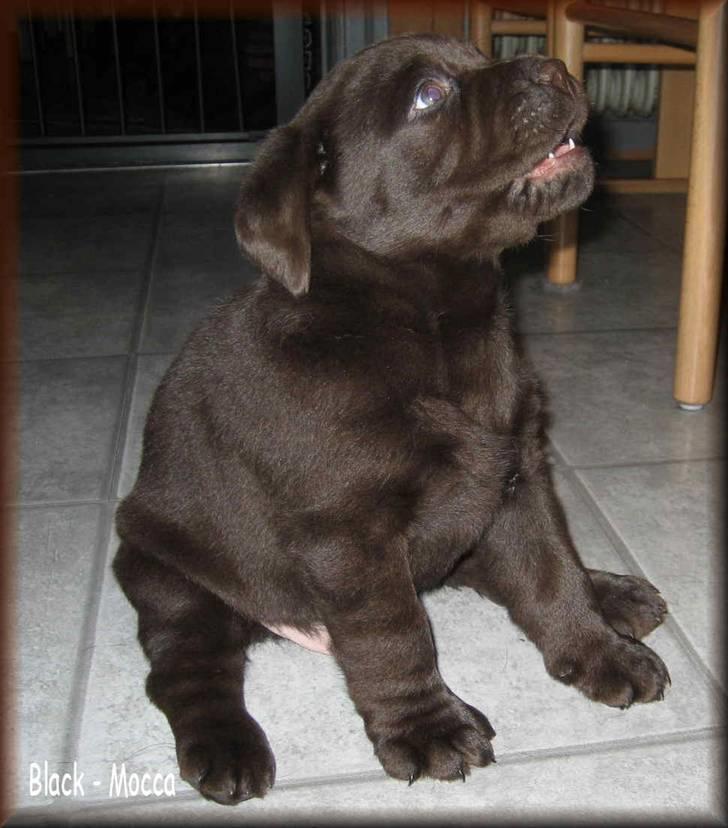 Labrador retriever black-mocca tippoo - er der snart mad billede 5