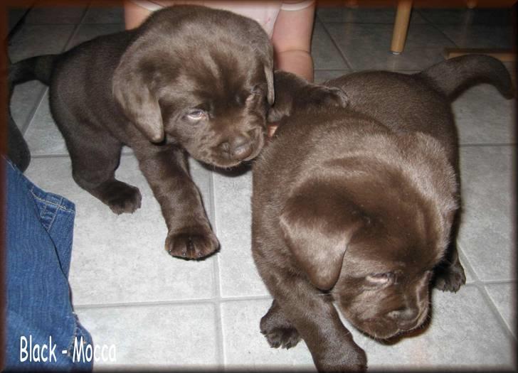 Labrador retriever black-mocca tippoo - gider altså ikke og lege mere billede 6