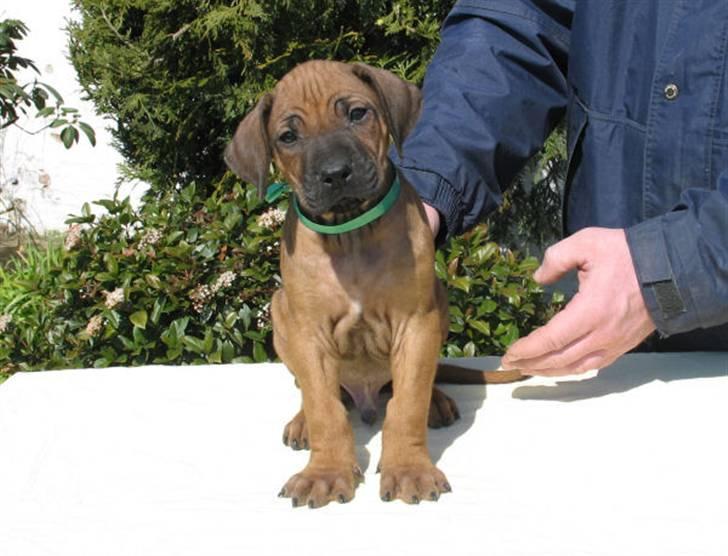 Rhodesian ridgeback Kuzonga's Chunuka Zazu - Som snydt ud af næsen på sin far :o) En søn af Zazu´s første kuld. billede 12