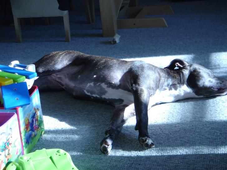 Amerikansk staffordshire terrier Diva billede 17