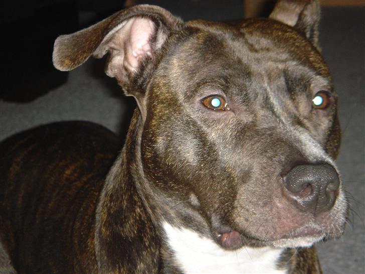 Amerikansk staffordshire terrier Diva billede 18