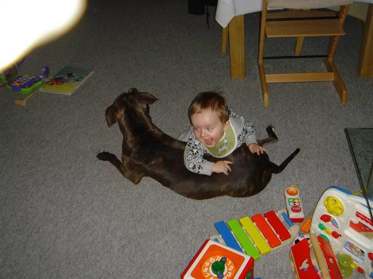 Amerikansk staffordshire terrier Diva billede 19