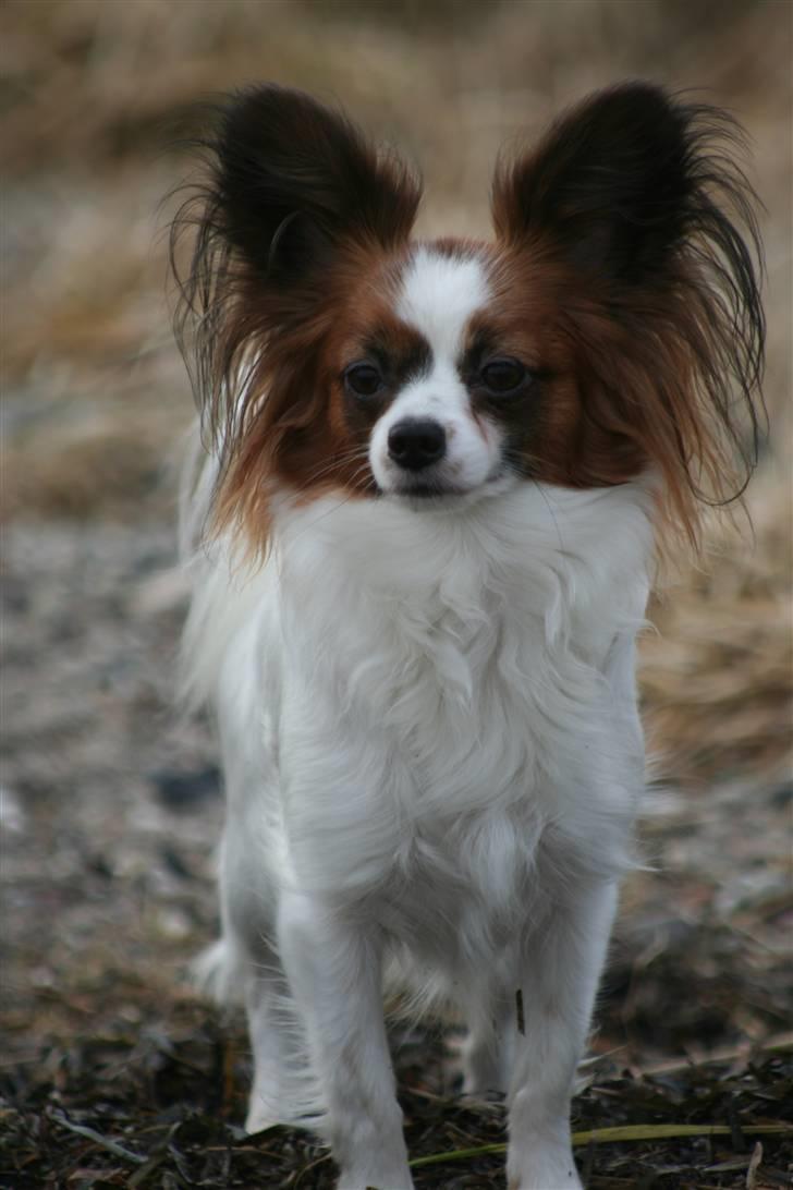 Papillon Azia - Er hun ikke bare smuk <3 billede 1