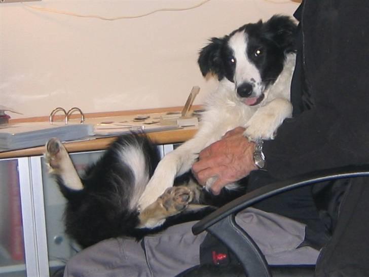 Border collie Pascha - Skødehunden Pascha billede 9