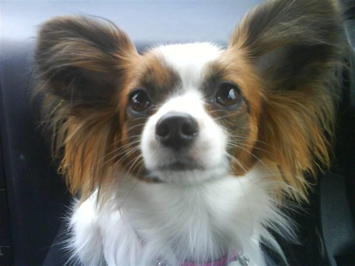 Papillon Azia - Hehe billede 2