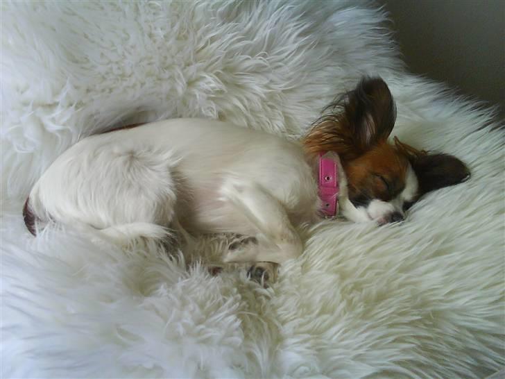 Papillon Azia billede 3
