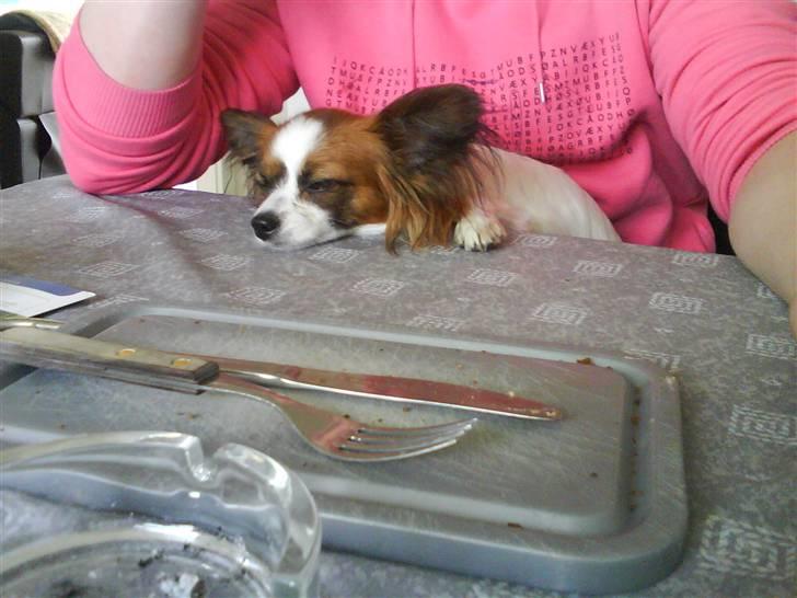 Papillon Azia - Azia kan falde i søvn på mange sjove steder billede 4