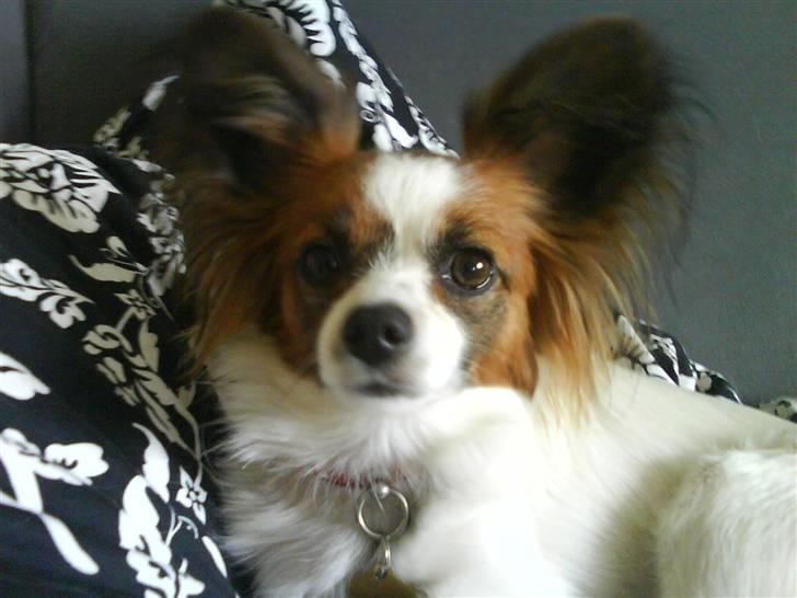 Papillon Azia billede 5