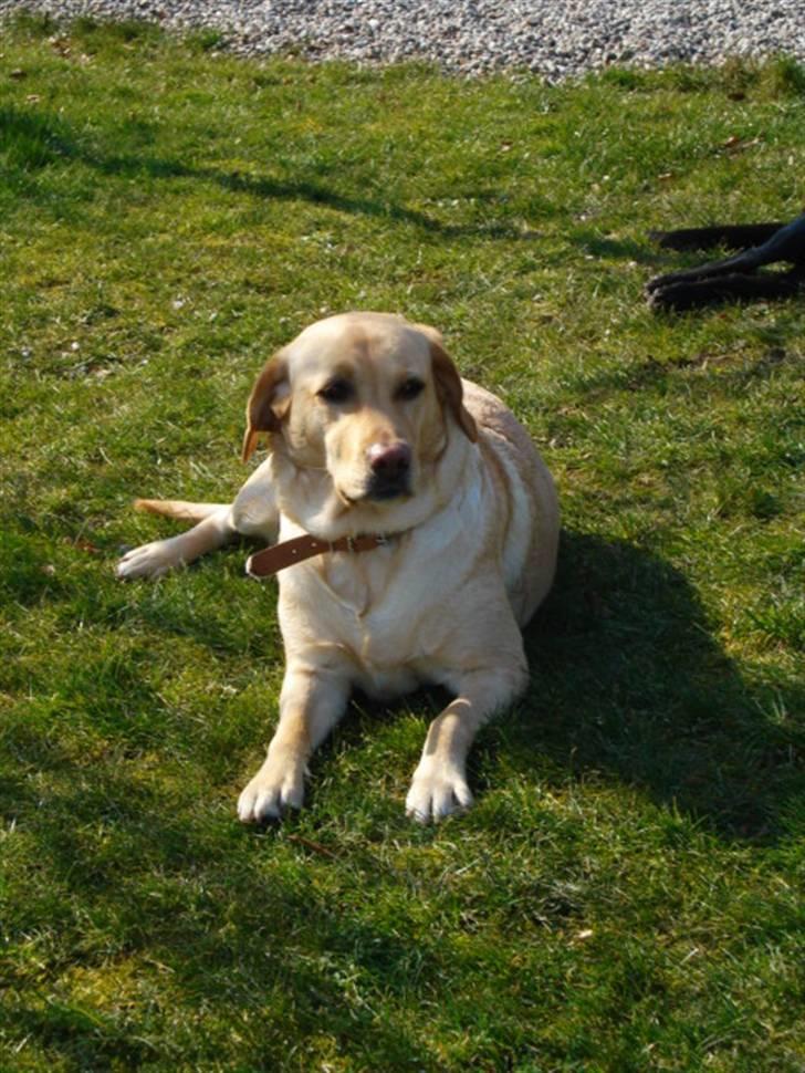 Labrador retriever Tinke Af Frihedsminde. - Velkommen til Tinkes profil :). billede 1