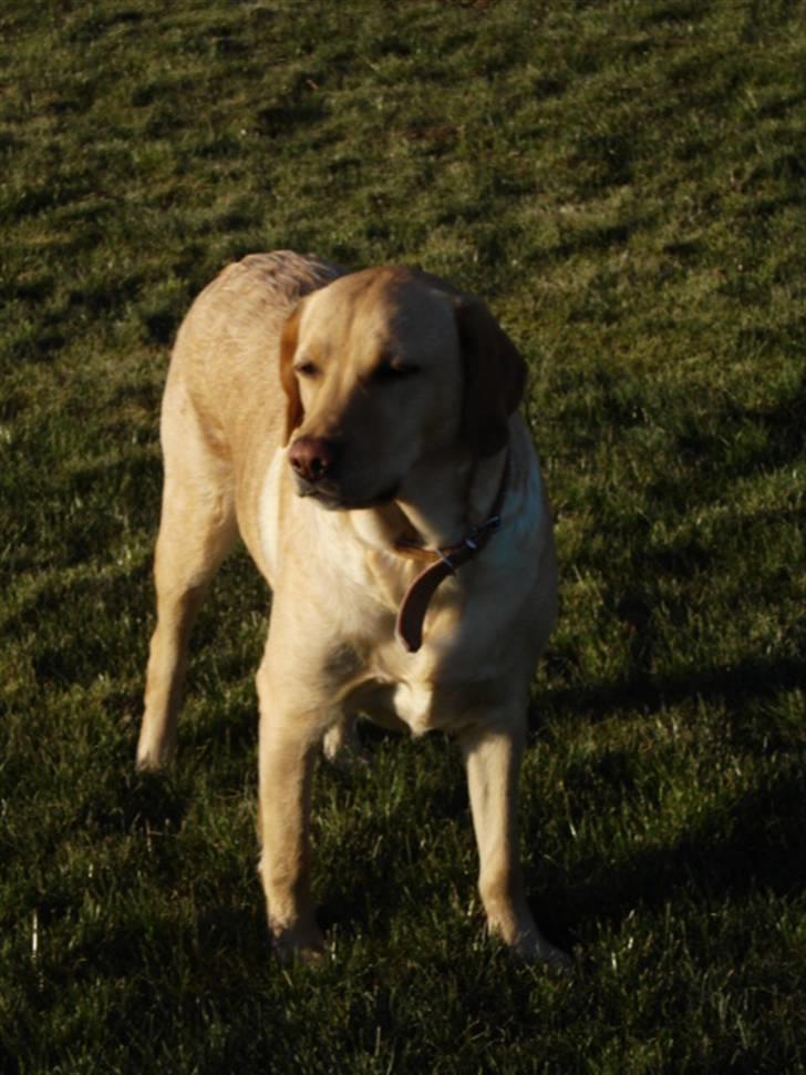 Labrador retriever Tinke Af Frihedsminde. - elsker bare det billede :). billede 2