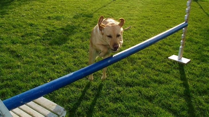 Labrador retriever Tinke Af Frihedsminde. - DET VI ELSKER xD. billede 3