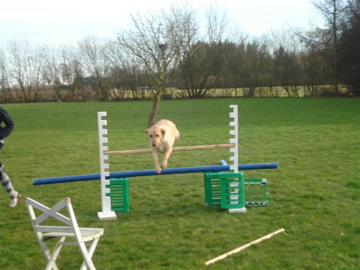 Labrador retriever Tinke Af Frihedsminde. - DET VI ELSKER xD. 90 cm. billede 4