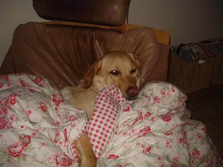 Labrador retriever Tinke Af Frihedsminde. - søster havde lige puttet hende xD billede 5